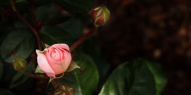 spring season auckland new zealand rose