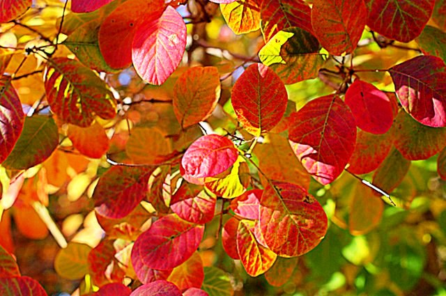 autumn in timaru