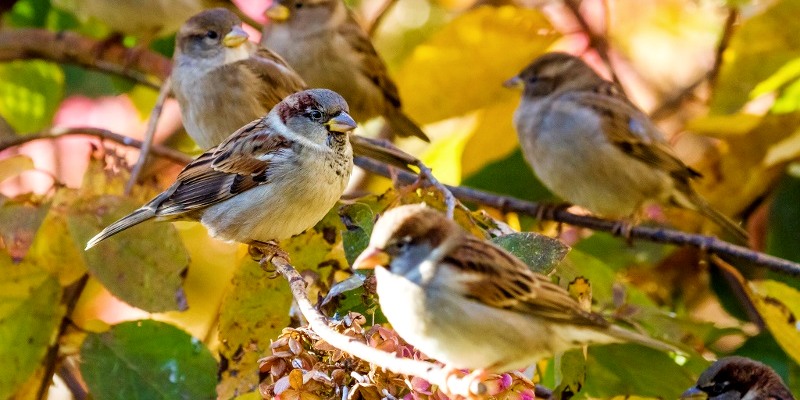 God cares for the sparrows