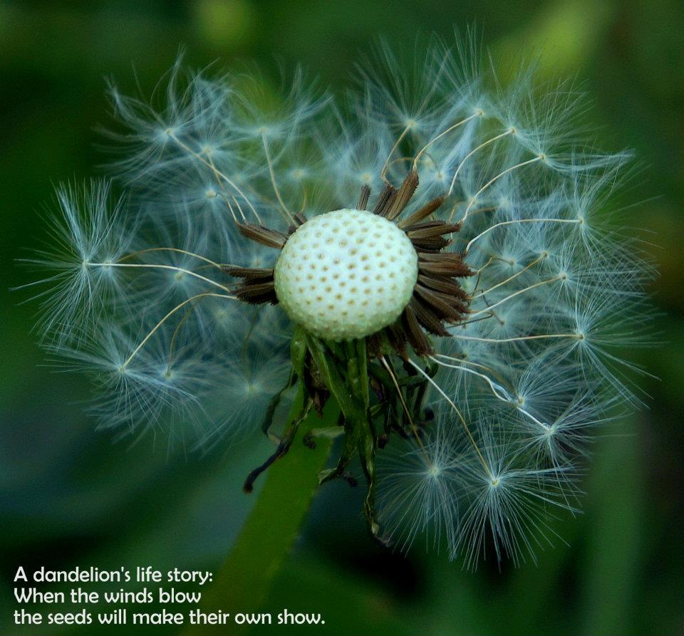 Dandelion inspirational
