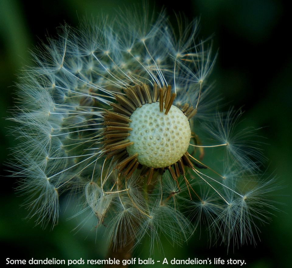 Dandelion inspirational