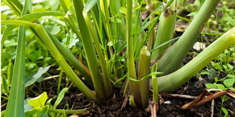 faith growth lessons lemongrass