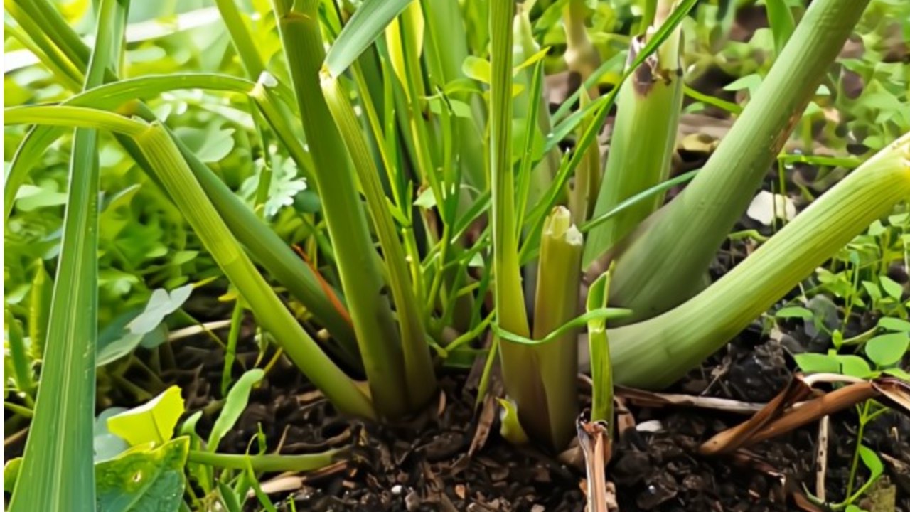 faith growth lessons lemongrass